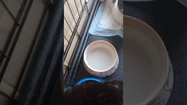 Новеньки котята со стерилизации ищут дом. СПБ и ЛО. смотреть онлайн