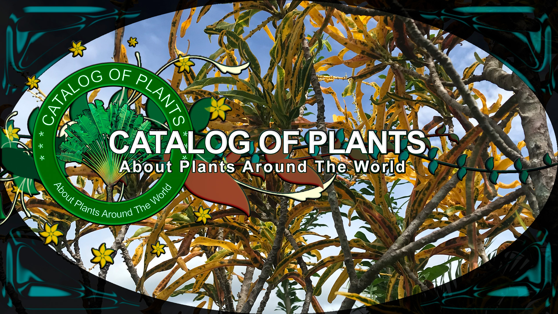 Codiaeum Variegatum Var. 