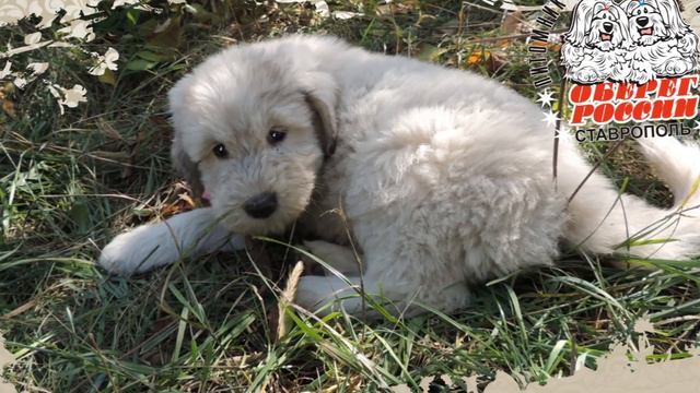 OBEREG ROSSII VLADYCHITSA GESTOLA - litera "V"puppy.FEMALE. смотреть онлайн