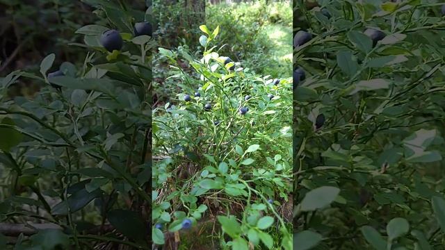 как растет черника # выходные#лес#моя удмуртия смотреть онлайн