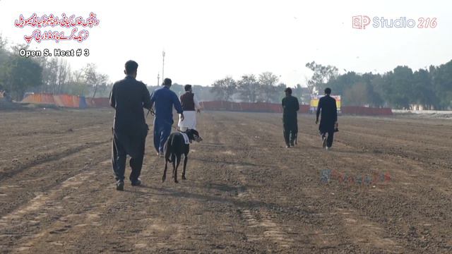 Open S. Greyhound Dreby Q.Final Heat 1-6 | 06-02-23 | Agriculture University Faisalabad #greyhound смотреть онлайн