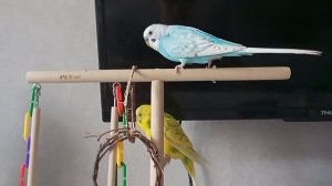 КАК Определить ПОЛ И ВОЗРАСТ Волнистого попугая -ОТВЕТ ЗДЕСЬ❗