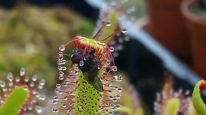 10 РАСТЕНИЙ, КОТОРЫЕ ЕДЯТ ЖИВОТНЫХ. Зомби Чез