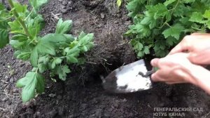 Как размножить СМОРОДИНУ, КРЫЖОВНИК. Самый БЫСТРЫЙ и ПРОСТОЙ способ. 100% УКОРЕНЕНИЕ