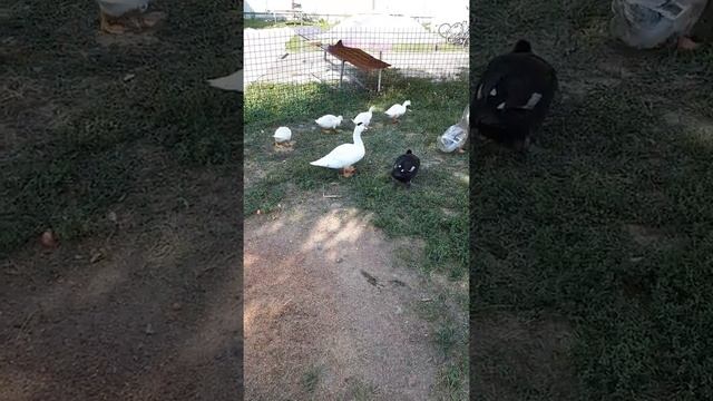 Куры и утки смотреть онлайн