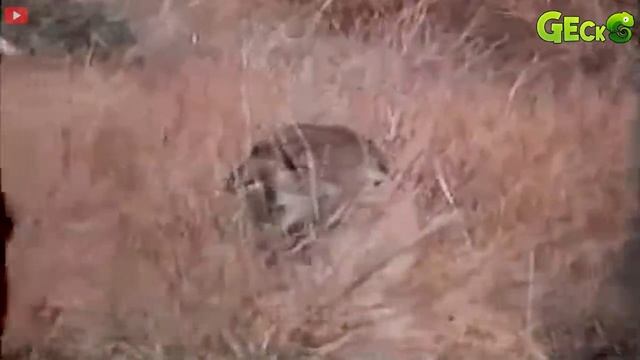 30 Moments Stupid Python Hungry with the Wrong Rival, What Happens Next? | Wild Animal Hunting Epic смотреть онлайн
