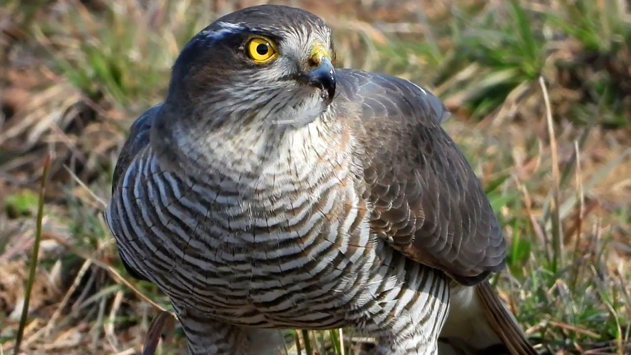 Ястреб-Перепелятник обедает скворцом смотреть онлайн