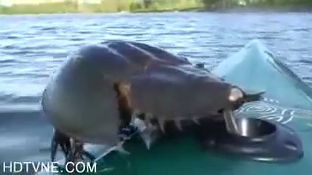 Мечехвост/ ( Морские Твари / Se смотреть онлайн