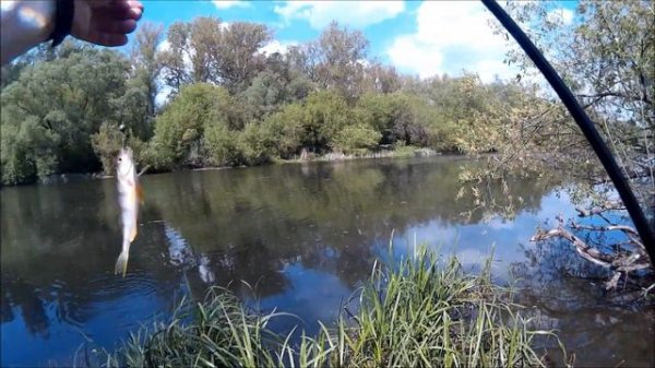 SPINOOBZOR 18. Спиннинг GRFish Tenerezza 762 UL-T и окуни городской Упы