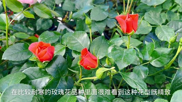 耐寒的玫瑰花，Vigorosa Apricot Rose/Winnipeg Parks Rose。【莎拉养花】 смотреть онлайн