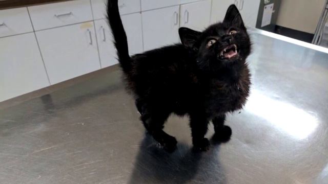 Пара спасла с улицы котенка, который был таким слабым, что даже не мог мяукать смотреть онлайн