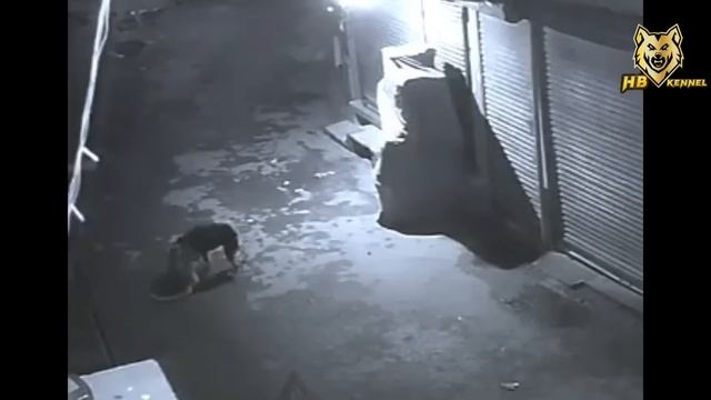 Tibetan Mastiff Vs Leopard | 1vs1 Fight | Dog Destroy The Leopard