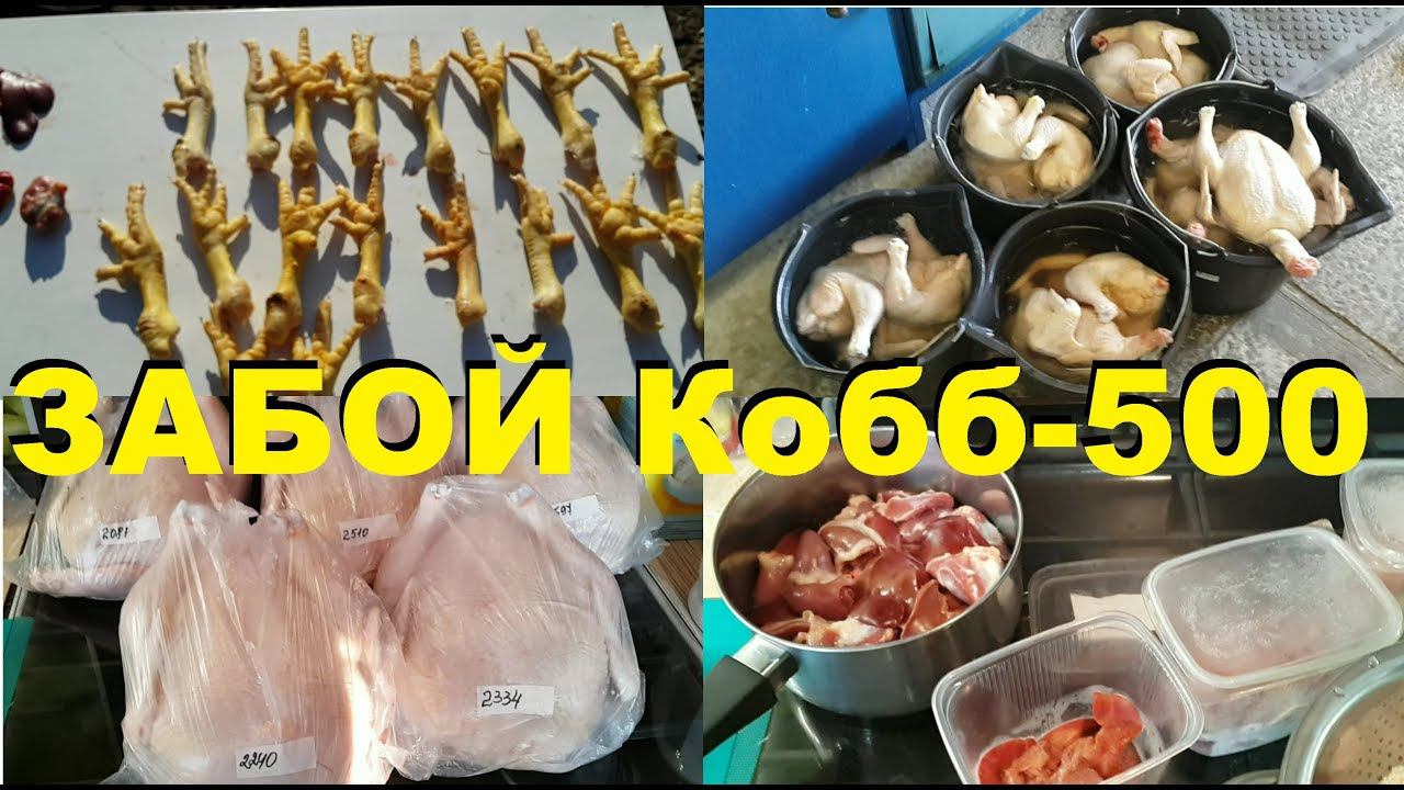 Бройлер Кобб - 500. Забой бройлера, важные мелочи. смотреть онлайн