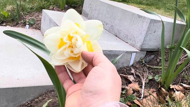 Нарциссы в моем саду смотреть онлайн