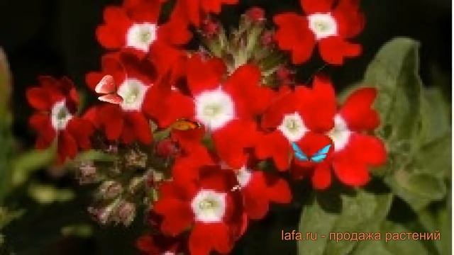 Вербена вечноцветущая Ред виз ай ? вербена Ред виз ай обзор: как сажать семена вербены Ред виз ай смотреть онлайн