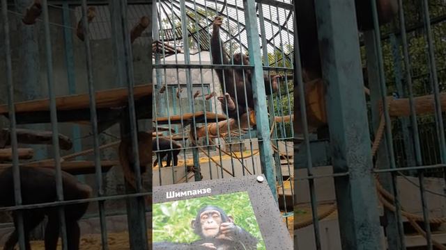 Шимпанзе в #интурист Ялта смотреть онлайн