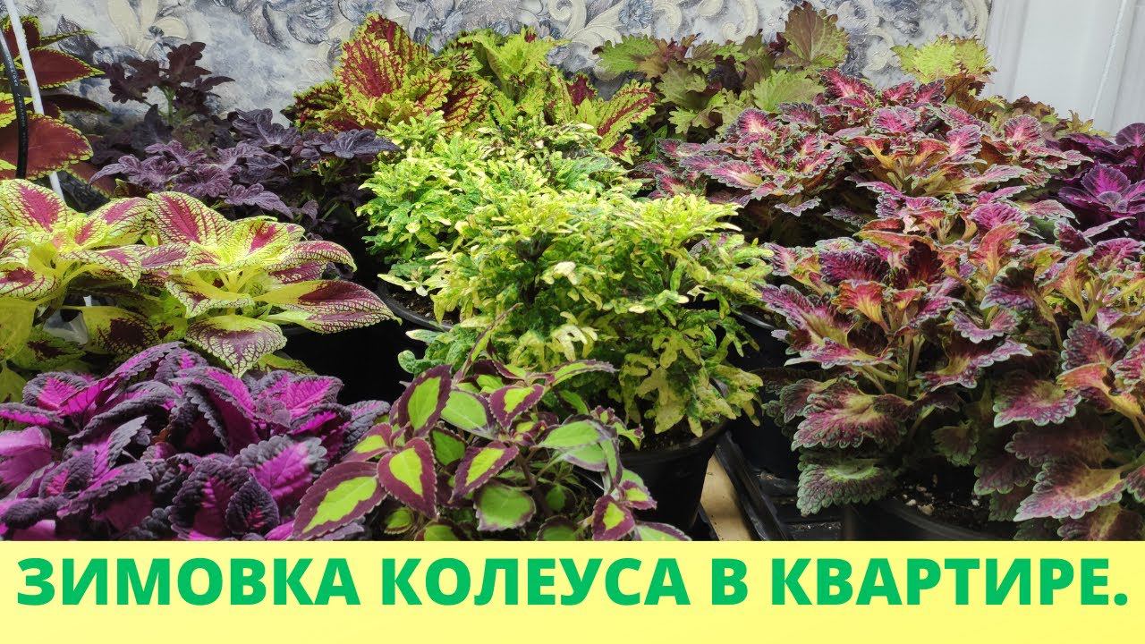 Обязательно сделайте так с Колеусом зимой. Колеус не вытянется будет яркий. Зимовка колеуса в доме. смотреть онлайн