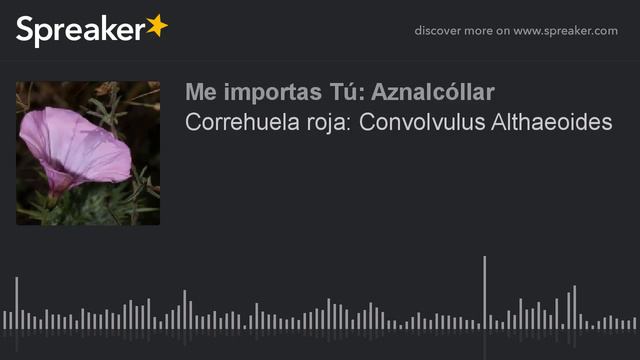 Correhuela roja: Convolvulus Althaeoides (hecho con Spreaker) смотреть онлайн