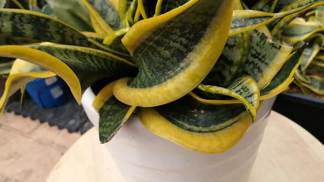 Review Sansevieria Trifasciata 'Twisted Sister' Twister /Tsunami/Tornado