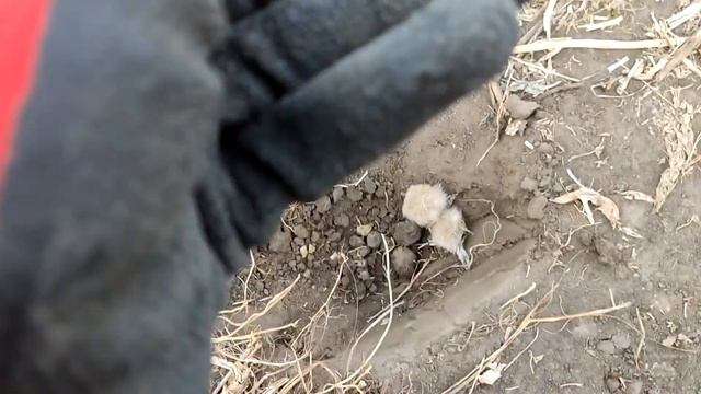 Хмурый коп и два монетоса смотреть онлайн