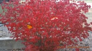 Бересклет крылатый Компактус ? обзор: как сажать, саженцы бересклета Компактус