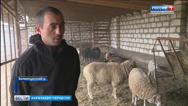 Как правильно разводить живность и с чего начинать свое дело? смотреть онлайн