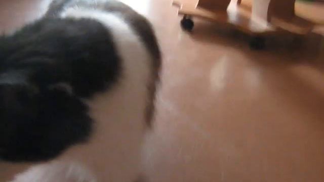 Коты впервые увидели черепаху! смотреть онлайн