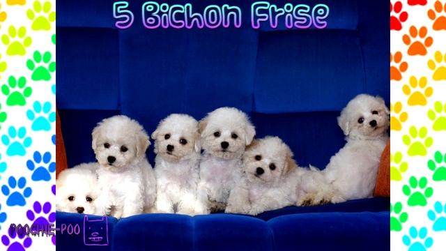 Top 10 Hypoallergenic Dogs смотреть онлайн