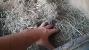 Какую траву можно давать кроликам, кролики едят траву