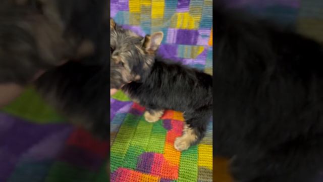 Девочка черный йорк с подпалом, 2,5 мес Стандарт Продается! смотреть онлайн