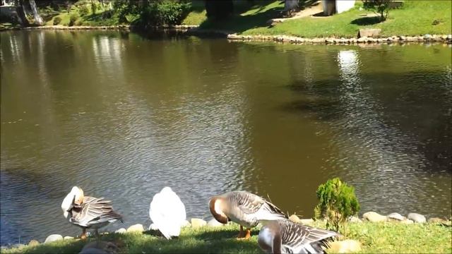 Pt. Bhimsen Joshi: Rare Basant Bahar смотреть онлайн