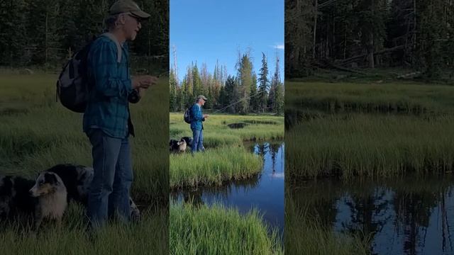 AUSSIE PUPS - NOKI AND NAULI NAJA#dog#puppy #australianshepherd #fishing #mountains #water #pitbull смотреть онлайн