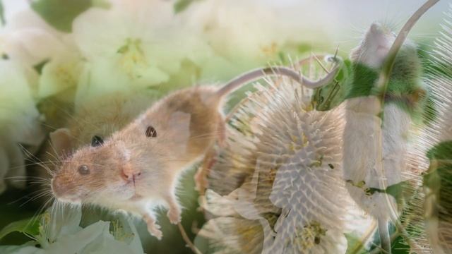 Фото грызунов: крысы и мыши * HD (Photography Rodent: Rat And Mouse)