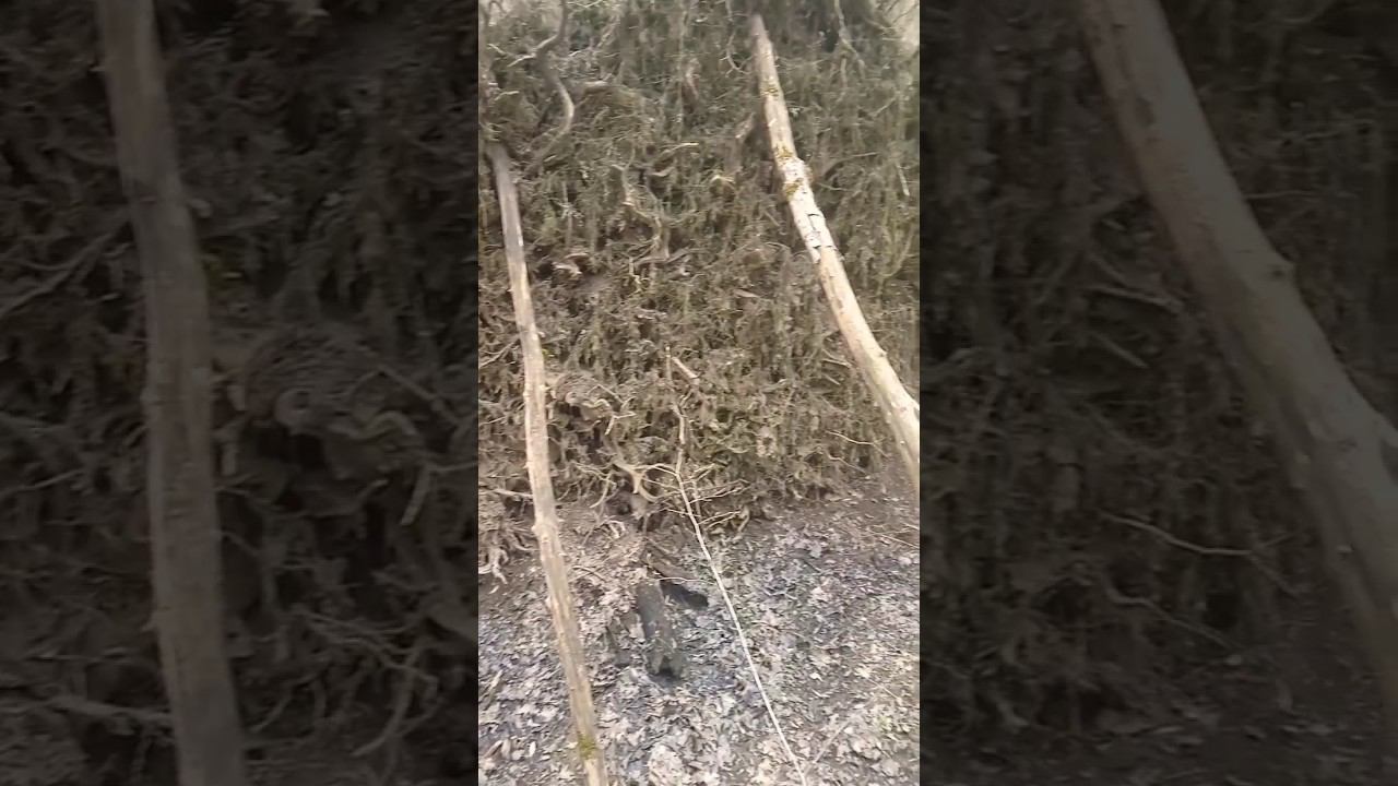 Дом Лешего и пруд Водяного в Лесу смотреть онлайн