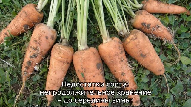 Cорта моркови для выращивания в средней полосе