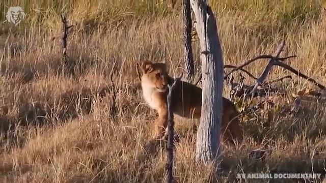 Angry Hyena attacks Lion and steal the food, Harsh Life of Wild Animals смотреть онлайн