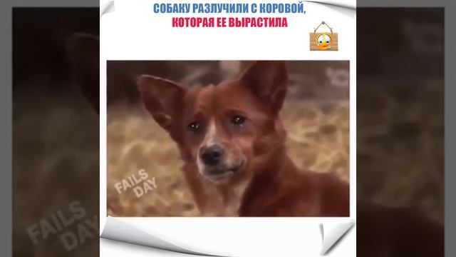 Смотреть всем. Женщинам - не плакать. Любовь , верность , дружба - все равны перед ними. смотреть онлайн
