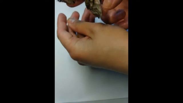 Глазчатый бражник/ Smerinthus ocellatus - Макросъемка смотреть онлайн