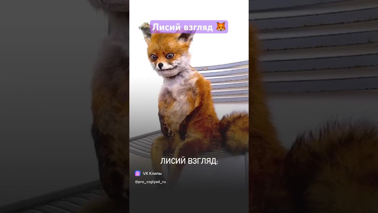 Когда попросили лисичку #lash #топ #лэшмейкер #наращиваниересниц смотреть онлайн