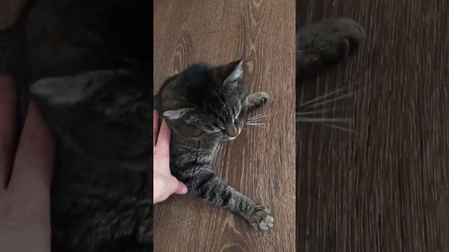 Спор с сестрой чей котик ленивее и милее смотреть онлайн