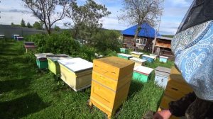 БОРЬБА С ШЕРШНЯМИ И ОСАМИ НА ПАСЕКЕ, СДЕЛАЙ ЭТО ПЧЕЛОВОД И УВИДИШЬ РЕЗУЛЬТАТ.