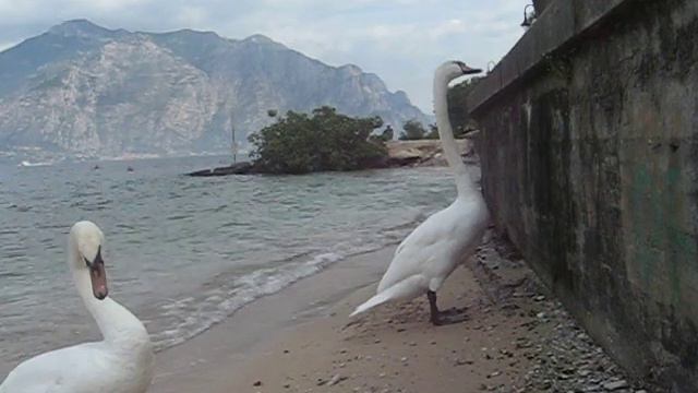 Лебеди забавно ходят и попрошайничают. Озеро Гарда смотреть онлайн