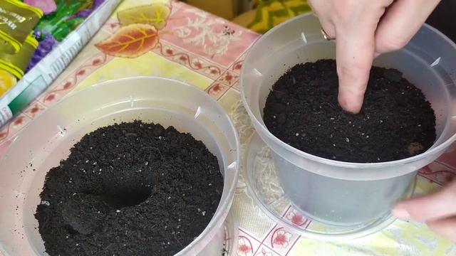 Мандариновое дерево из косточки в домашних условиях смотреть онлайн