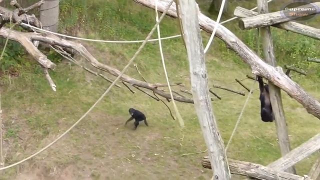 7 САМЫХ БОЛЬШИХ ПРИМАТОВ В МИРЕ + ГИГАНТОПИТЕК смотреть онлайн