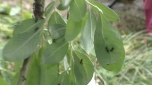 Рыбалки. Снасть -"две убийцы карася" на резинке(испытания)