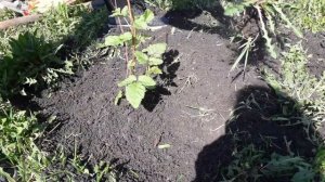 Как посадить ежемалину. Ежемалина сорт тайберри.