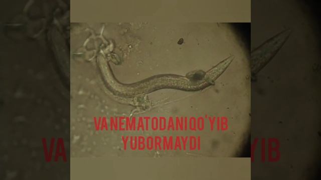‼️Nematodaga qarshi biologik preparat. Микробиологик нематоцид ????? смотреть онлайн