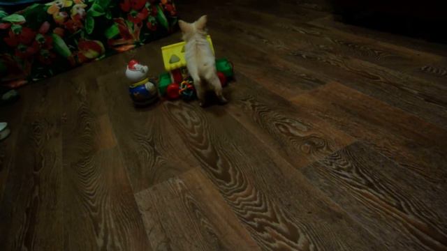 Монбонами Фелис Мартина