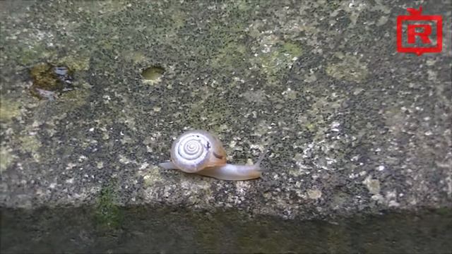 Опасная улитка - Dangerous snail - JVC GZ-HM40BU смотреть онлайн
