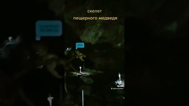 Скелет пещерного медведя смотреть онлайн
